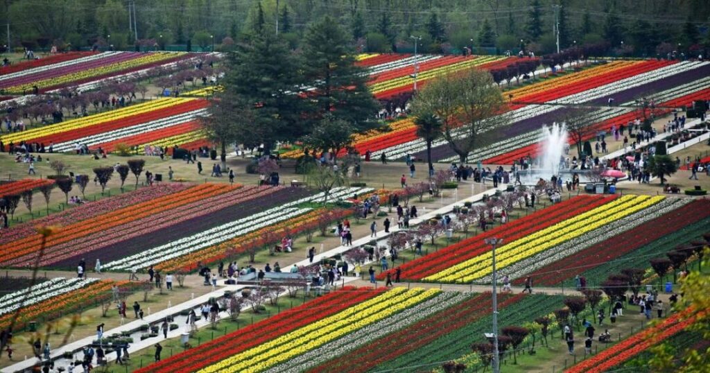 Tulip Festival of Jammu and Kashmir