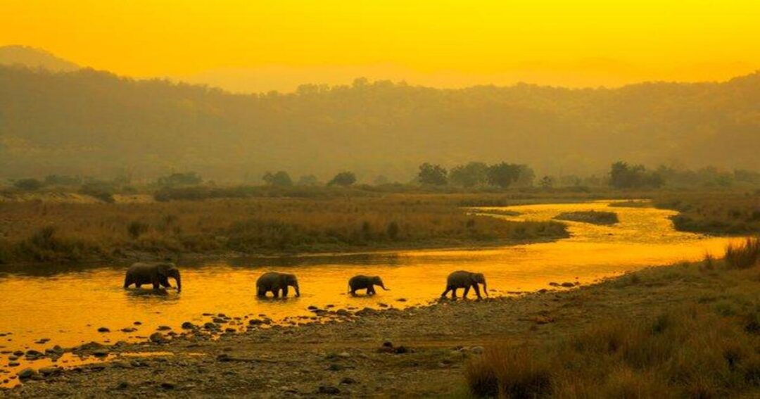 Things to Do in Jim Corbett