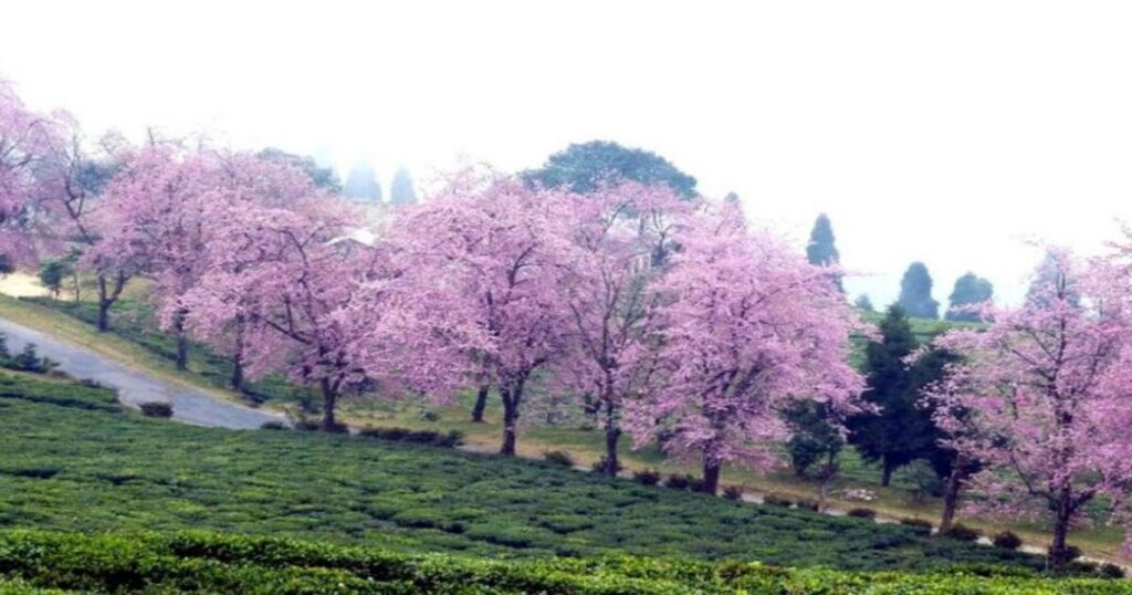Cherry Blooming Season: Why India Has Two