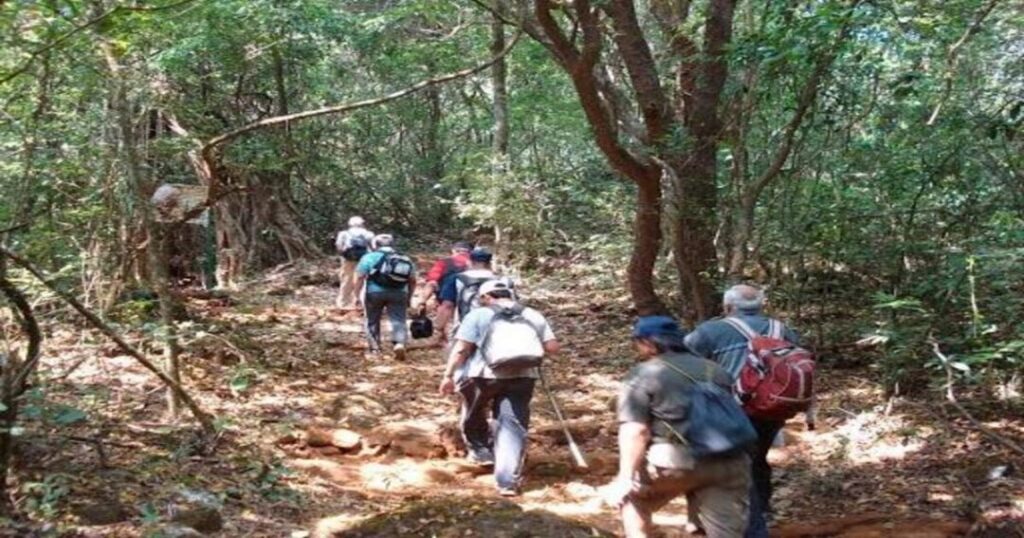The Jungle Ascent