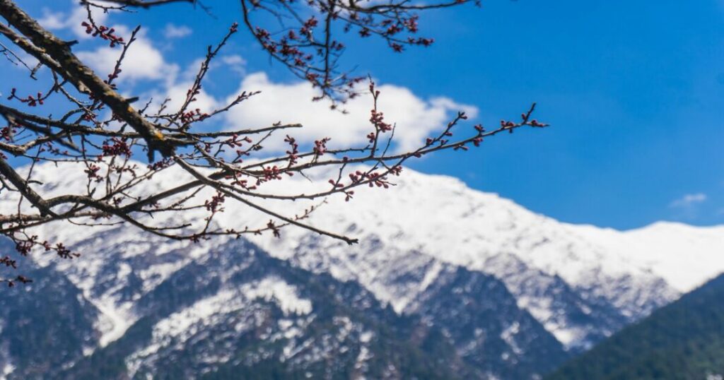 Best Time to See Cherry Blossoms in Shillong