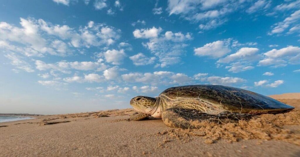 Ras al Jinz Turtle Reserve