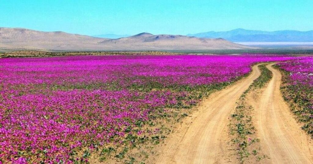 Atacama Desert: The Flowering Desert Near Copiapó (2026)