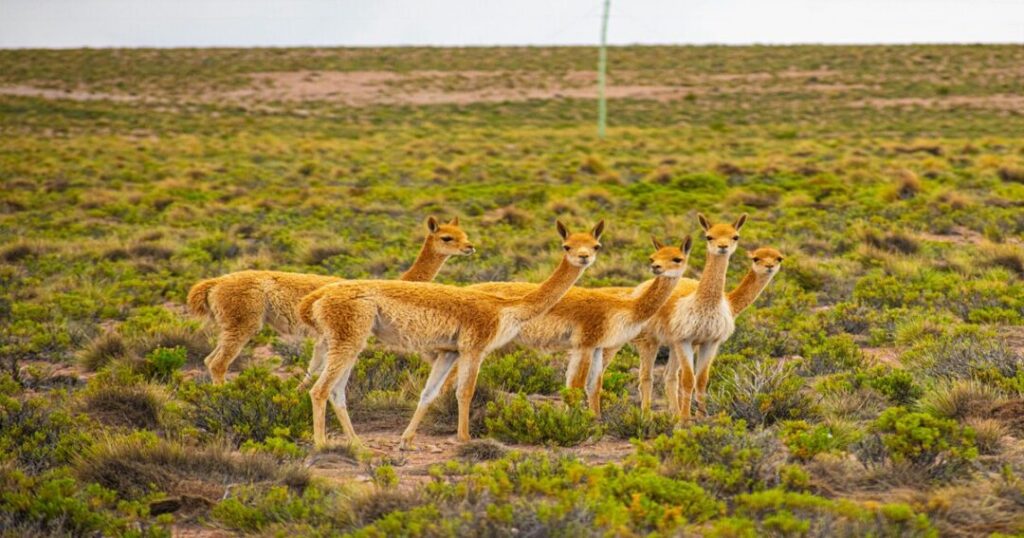 Atacama Desert