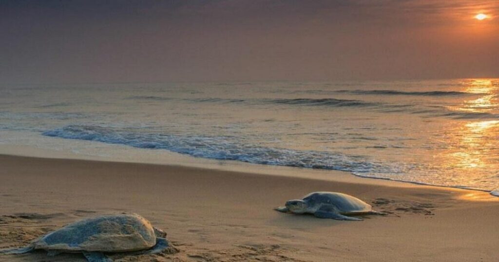 Puri: Balighai Beach