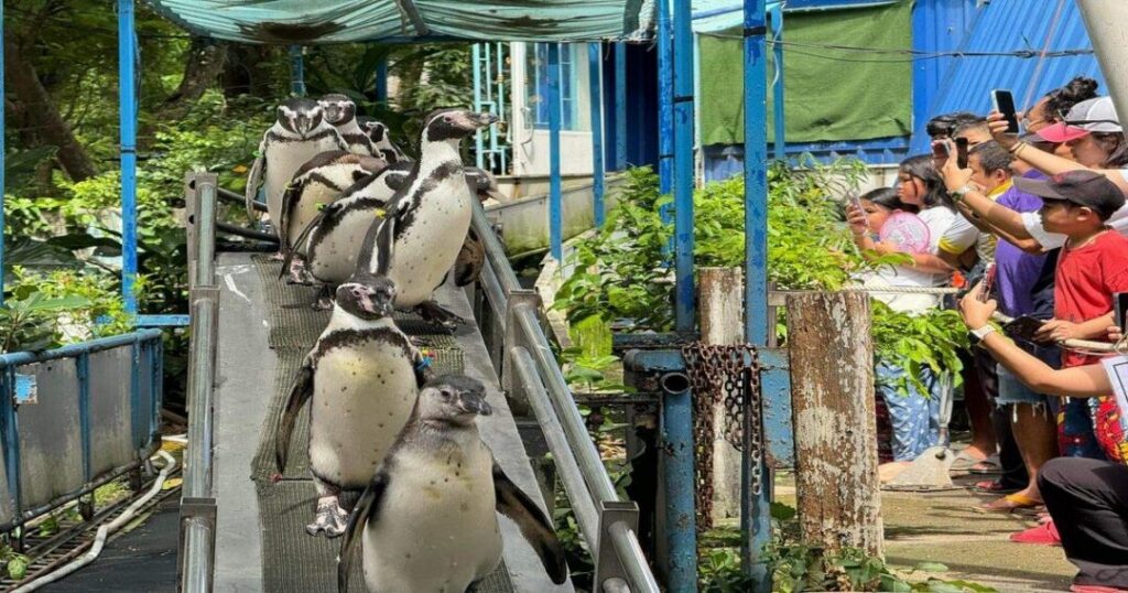 Khao Kheow Open Zoo, Si Racha