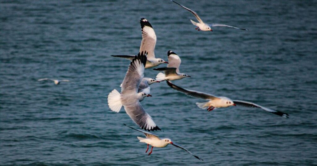 Puri: Satapada and the Dolphins of Chilika