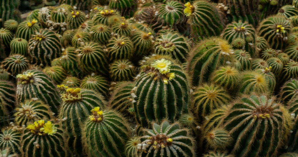 See the Cactus Collection at Pine View Nursery