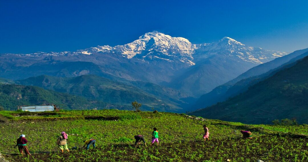 Phulara Ridge Trek: Height, Distance, Itinerary and Difficulty