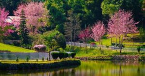 Cherry Blossom Season in India